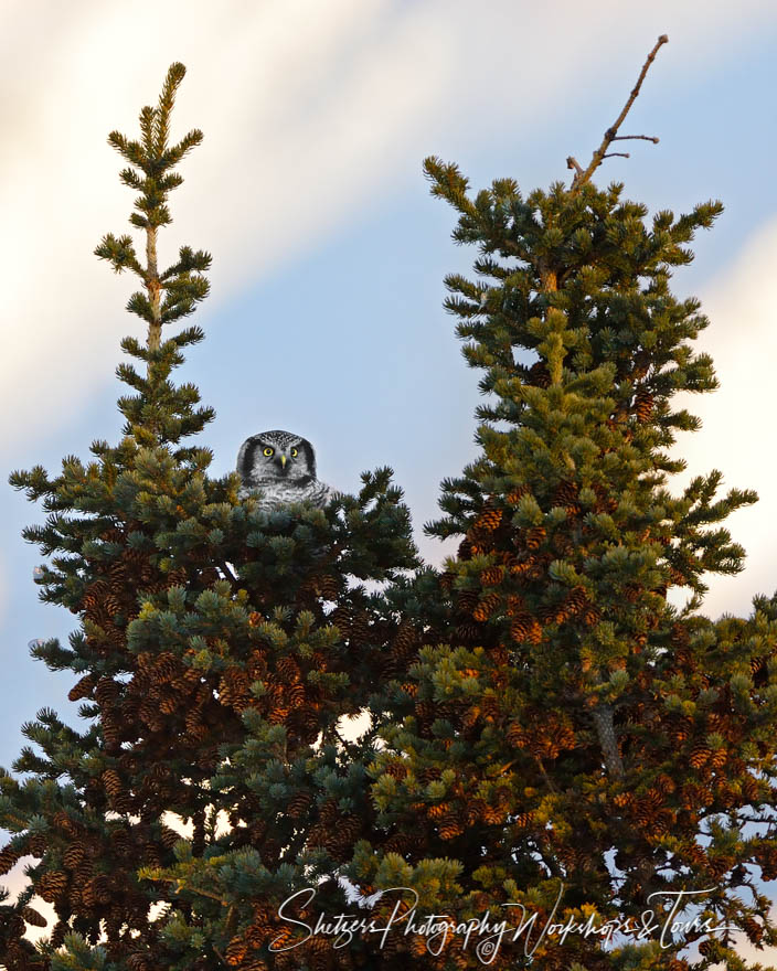 Hawk Owl perched in a tree 20151123 141951