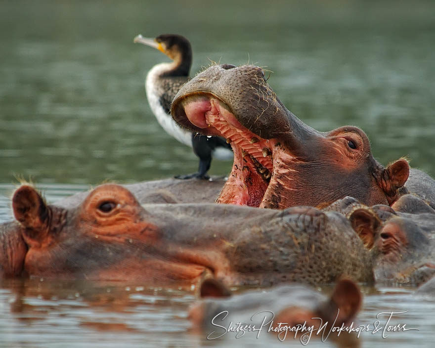 Hippos Everywhere