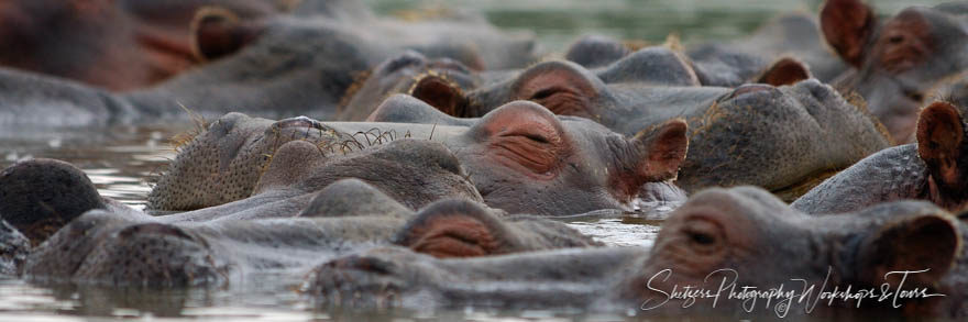 Hippos of Lake Naivasha
