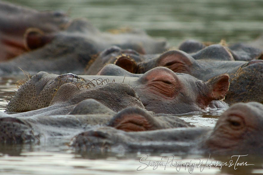 Hippos of Lake Naivasha