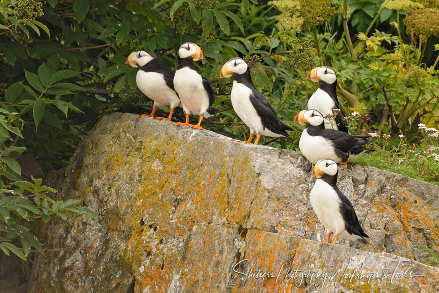 Horned Puffins – Birds of Alaska