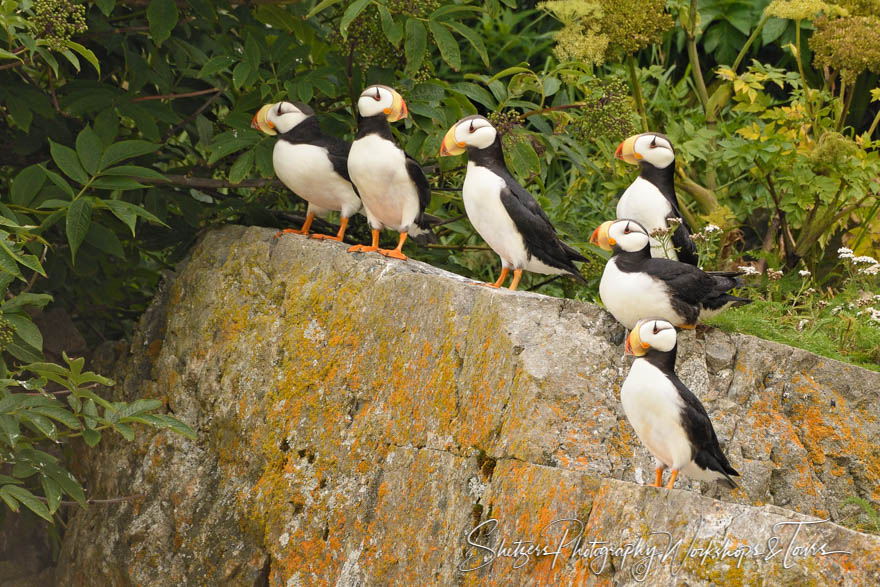 Horned Puffins Birds of Alaska 20170731 115033