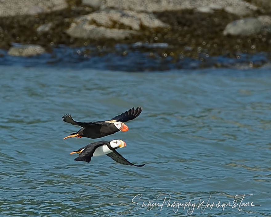 Horned and Tufted Puffins inflight