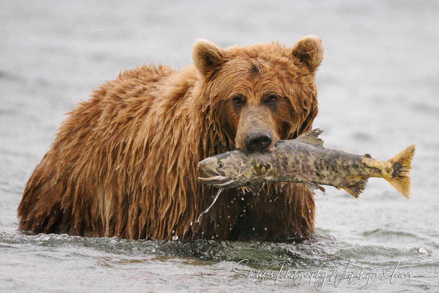 Huge grizzly bear catches large salmon