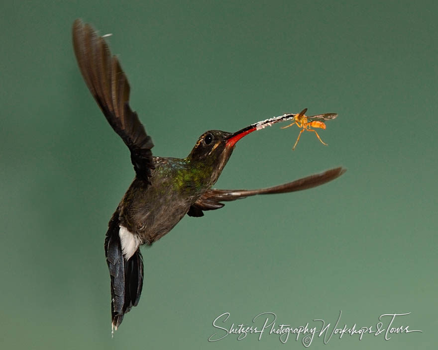 Hummingbird and wasp drinking nectar