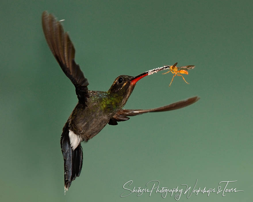 Hummingbird and wasp drinking nectar 20130531 133028