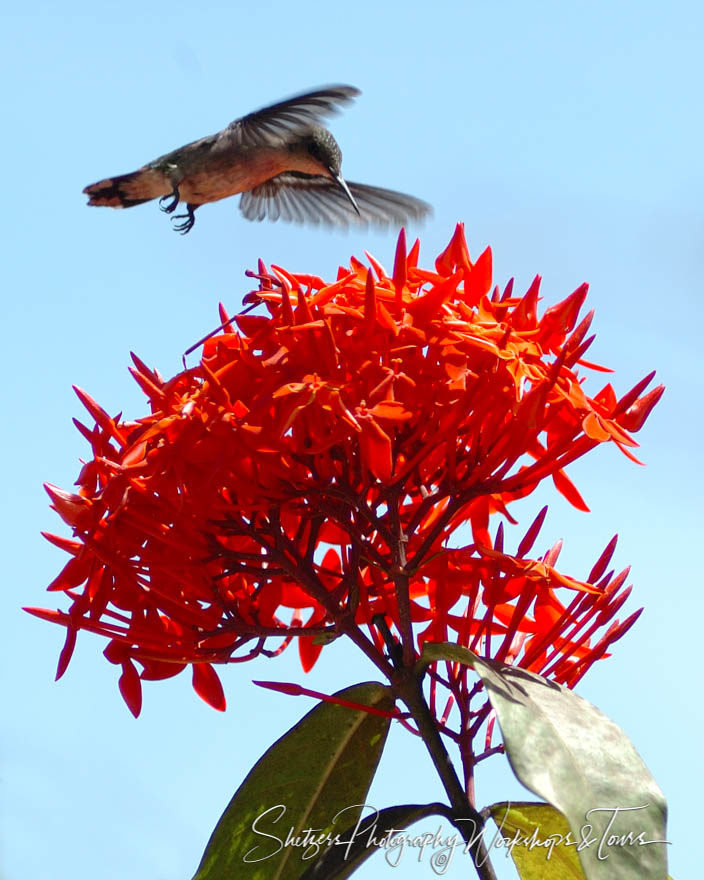 Hummingbird in flight