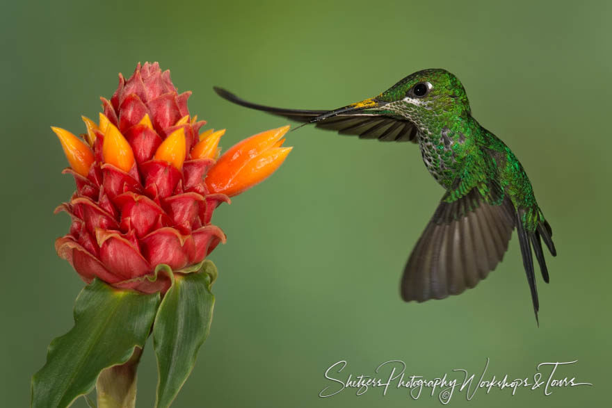 Hummingbird in flight with pollen on beak