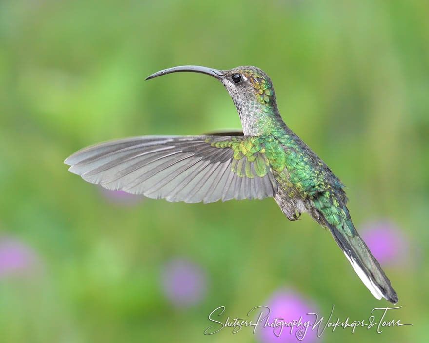 Hummingbird inflight with purple flowers