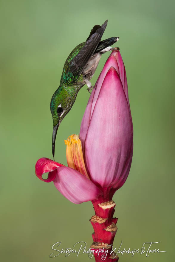 Hummingbird perched on Banana Flower