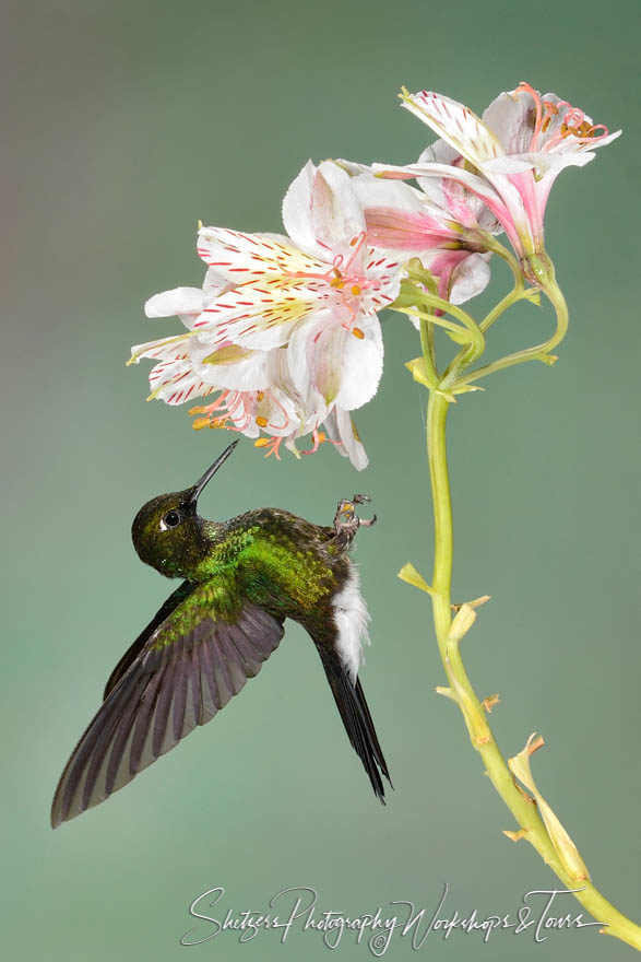 Hummingbird with blooming white and pink flower