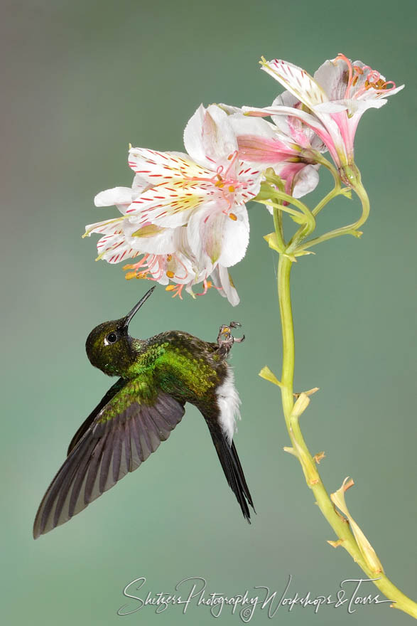 Hummingbird with blooming white and pink flower 20130607 141353