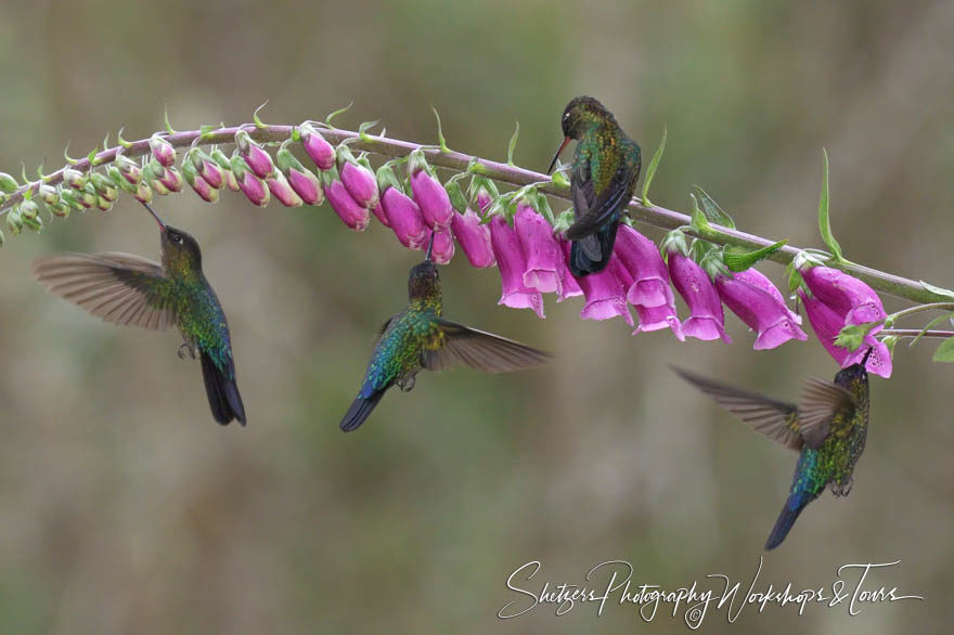 Hummingbirds of Costa Rica