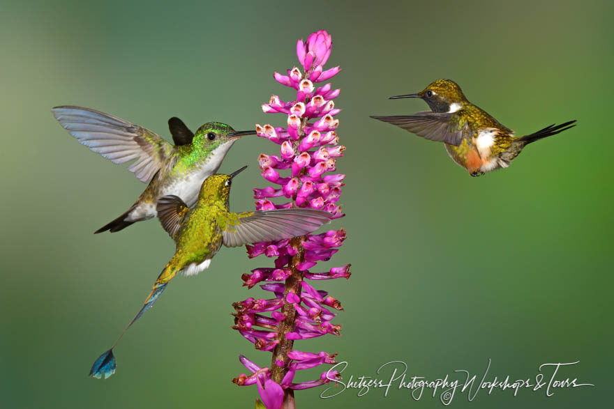 Hummingbirds of Ecuador