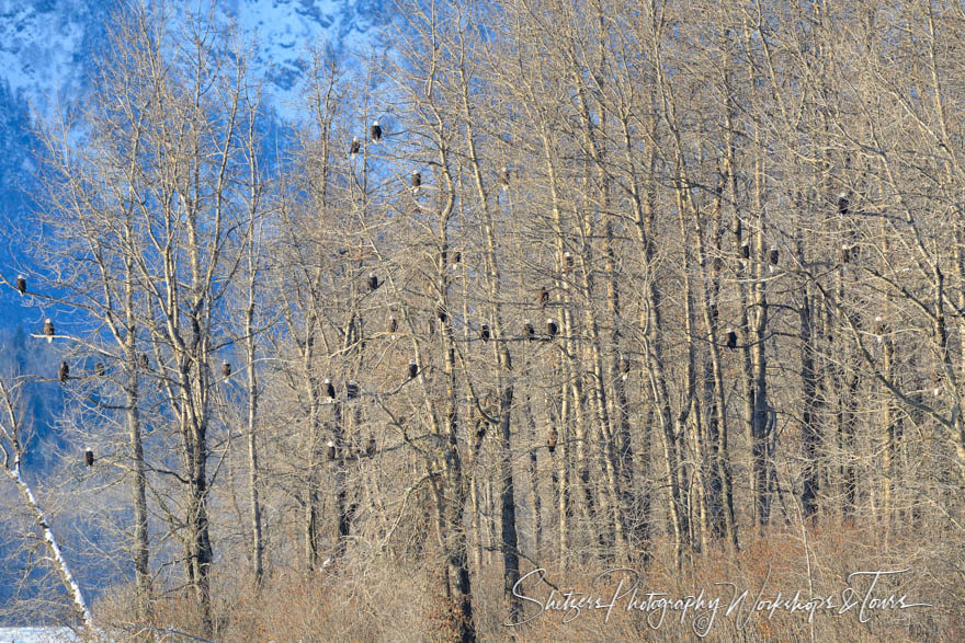 Hundreds of Bald Eagles in the Trees