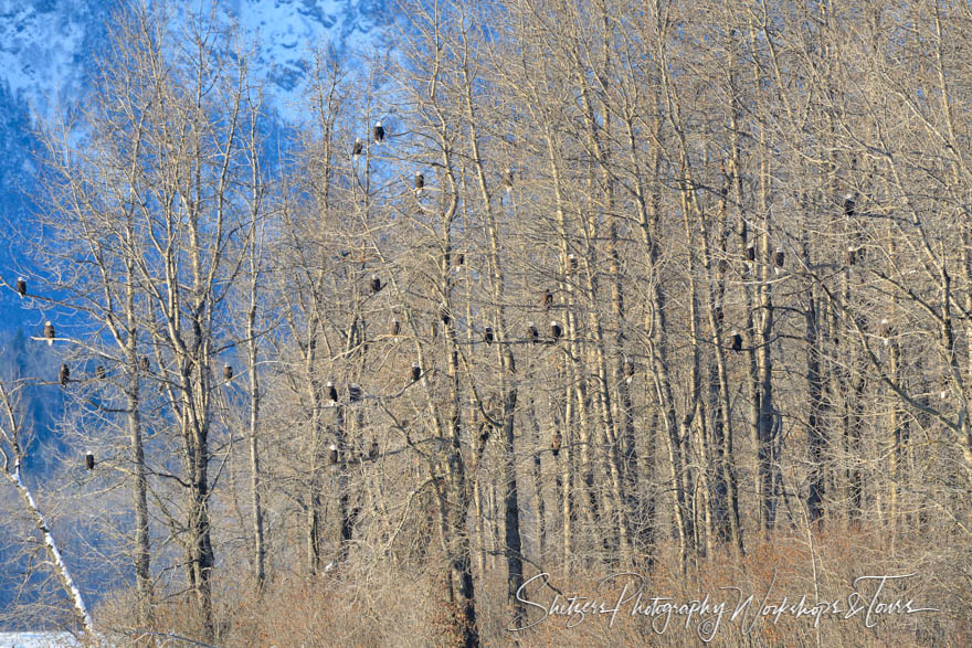 Hundreds of Bald Eagles in the Trees 20121117 122655