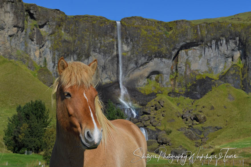 Icelandic Horse with Waterfall