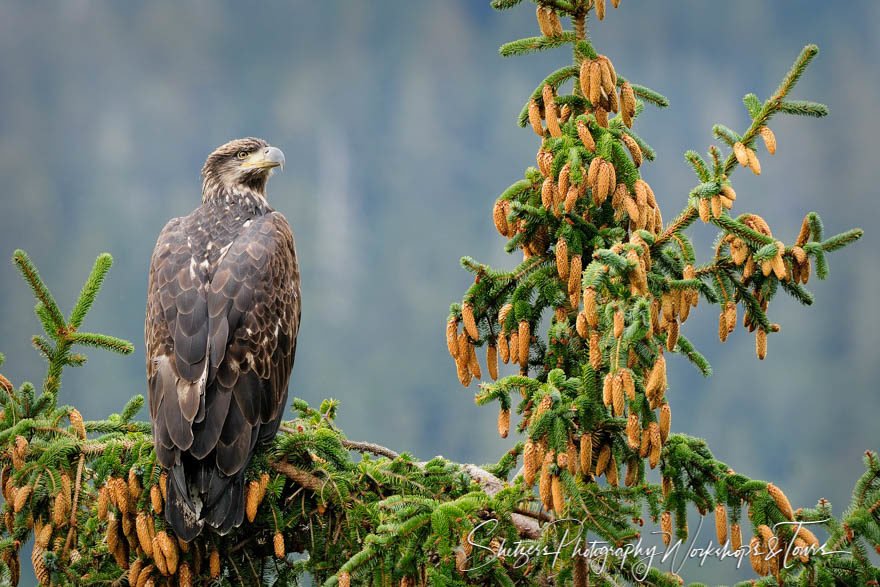 Immature Bald Eagle in Tree