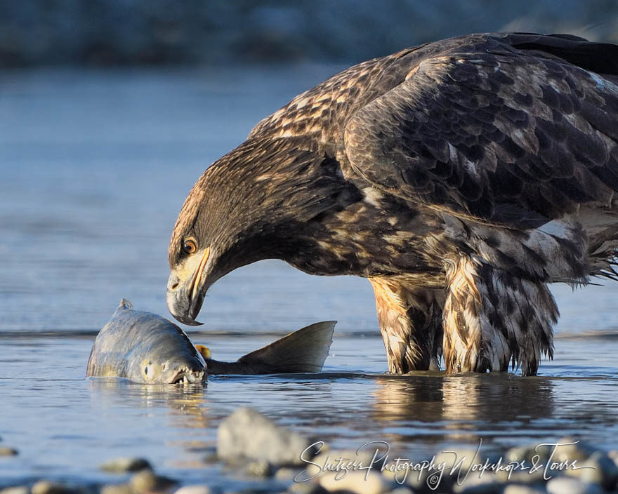 Immature bald eagle with fresh salmon