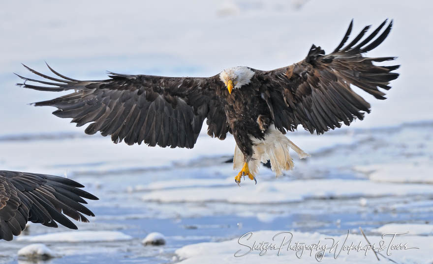 Injured Bald Eagle with One Leg