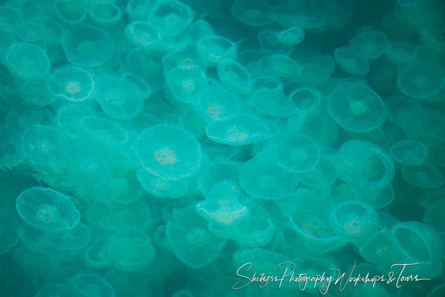 Jellyfish of Kenai Fjords