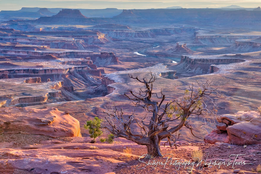 Juniper Tree at White Rim 20160310 175926