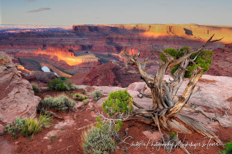 Juniper Trees in the Deadhorse State Park