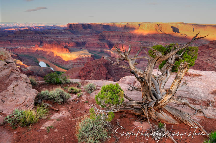 Juniper Trees in the Deadhorse State Park 20100519 063707