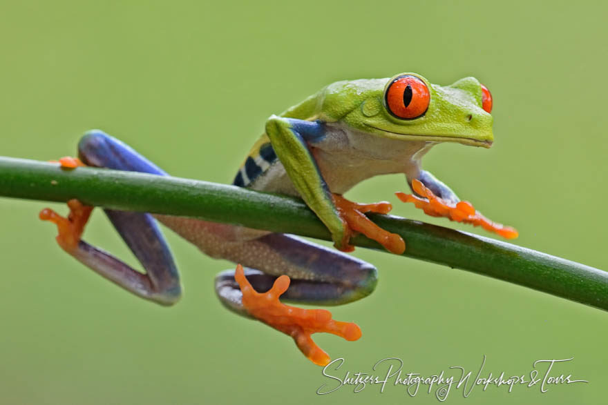 Just hanging out red-eyed tree frog picture