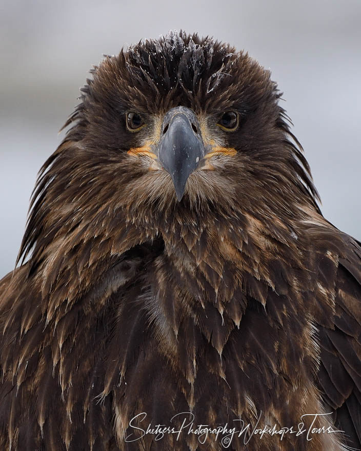 Juvenile Bald Eagle Closeup