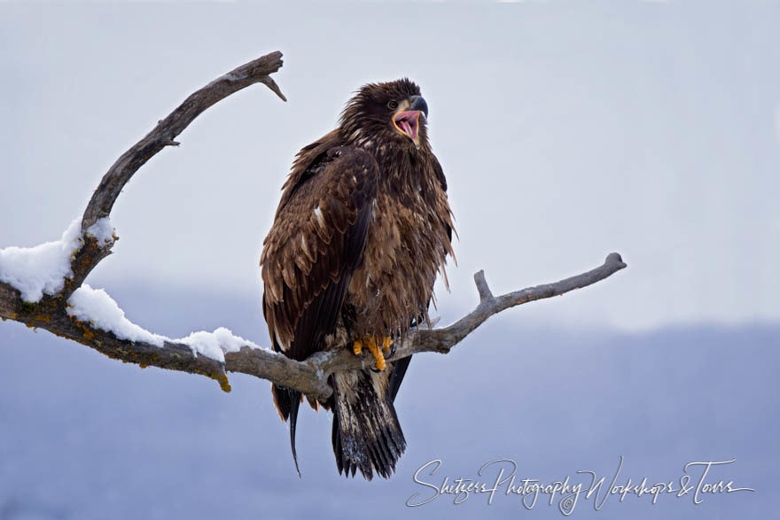 Juvenile Bald Eagle Crys in Tree