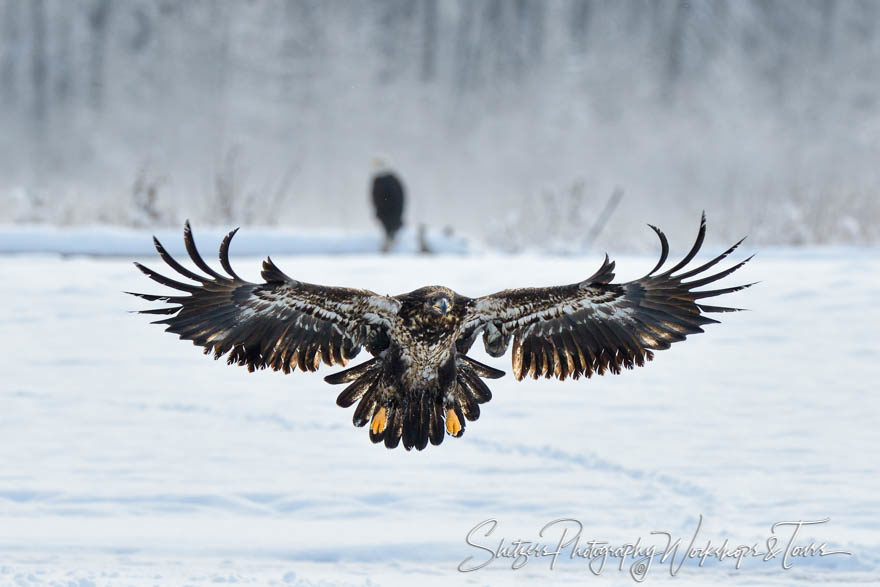 Juvenile Bald Eagle displaying feathers with outstretched wings