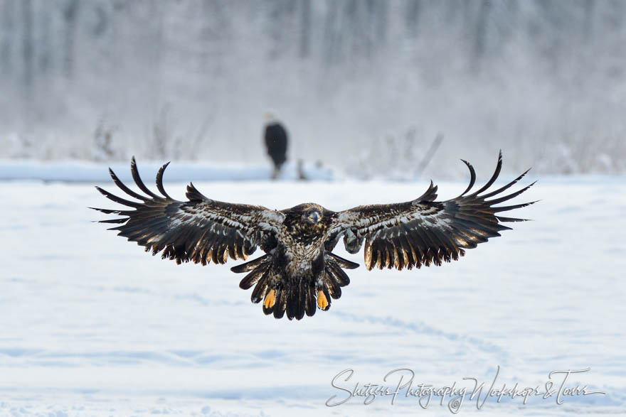 Juvenile Bald Eagle displaying feathers with outstretched wings 20121112 164001