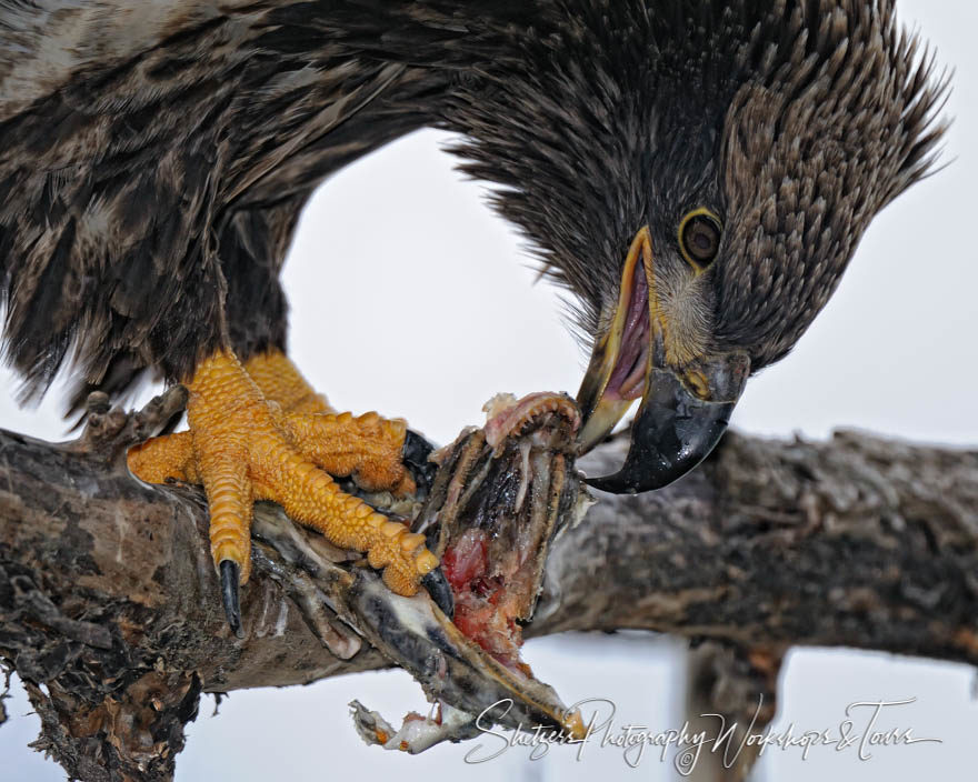 Juvenile Bald Eagle eating lunch in the Tree