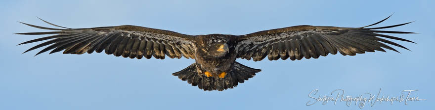 Juvenile Bald Eagle in Flight with Wings Spread