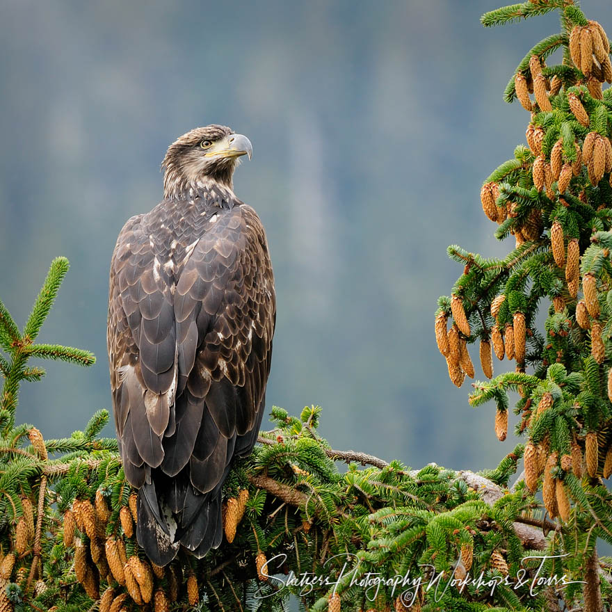 Juvenile Bald Eagle in Spruce Tree 20100923 150218