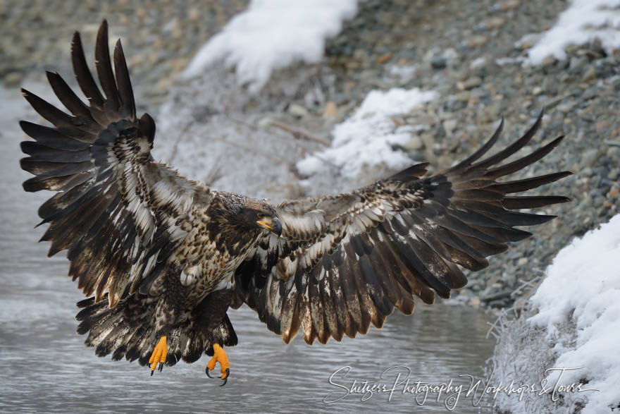 Juvenile Bald Eagle in flight with feather detail