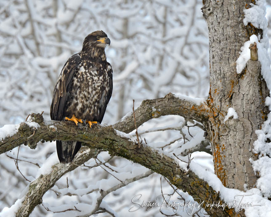 Juvenile Bald Eagle in tree