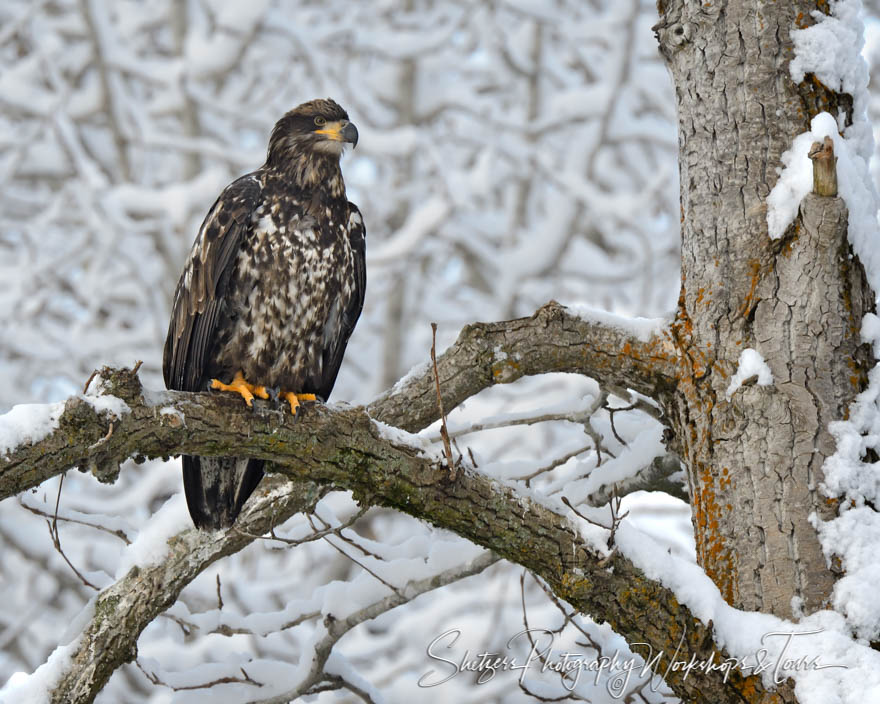 Juvenile Bald Eagle in tree 20121113 163048