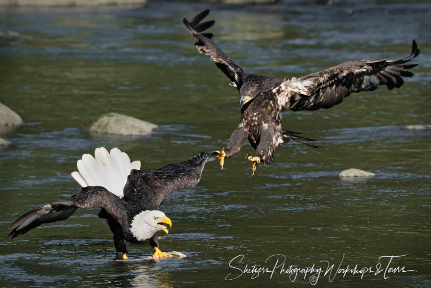 Juvenile attack adult Eagle on the Chilkoot river