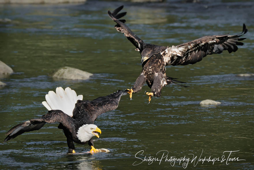 Juvenile attack adult Eagle on the Chilkoot river 20101007 132518