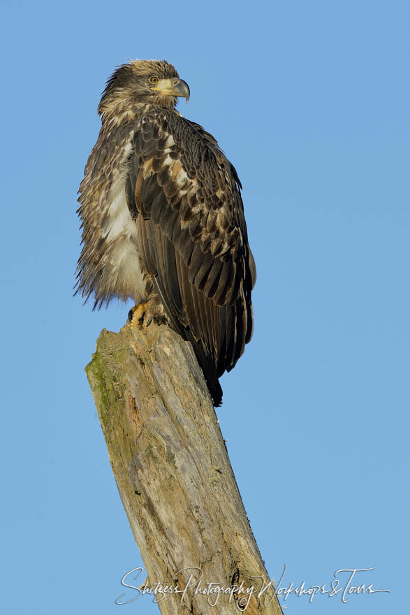 Juvenile bald eagle roosts on tree with blue sky