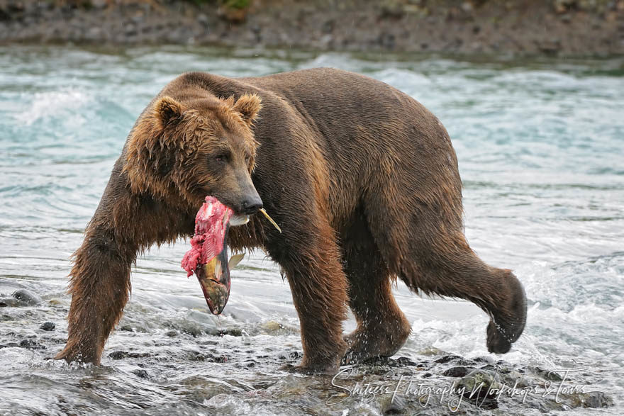 Katmai Grizzly Bear catches pink salmon in a cold Alaskan River
