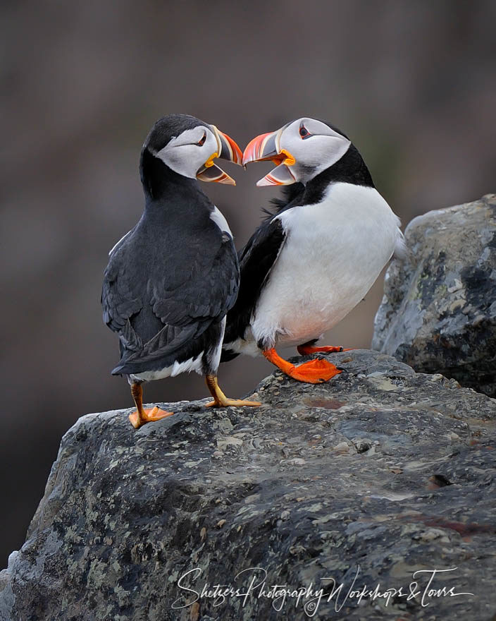 Kiss’in Puffins