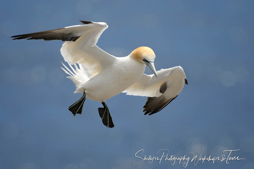 Landing Sited of Northern Gannet