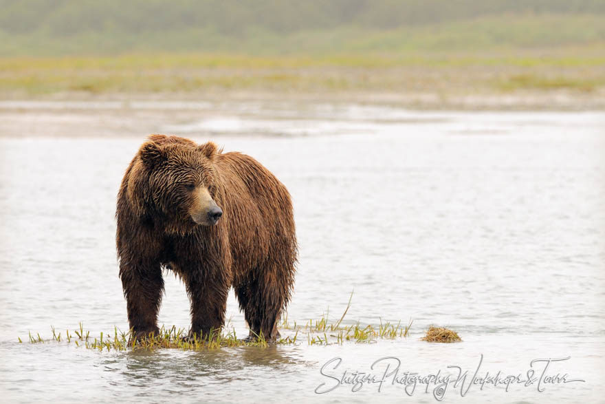 Large Alakan Grizzly Bear on Green Grass