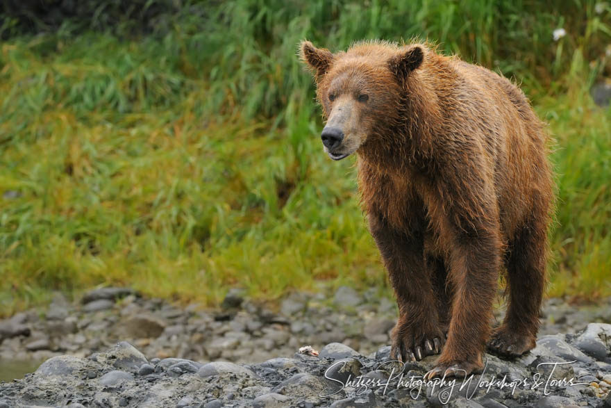 Large Brown Bear Standing on Rocky Beach