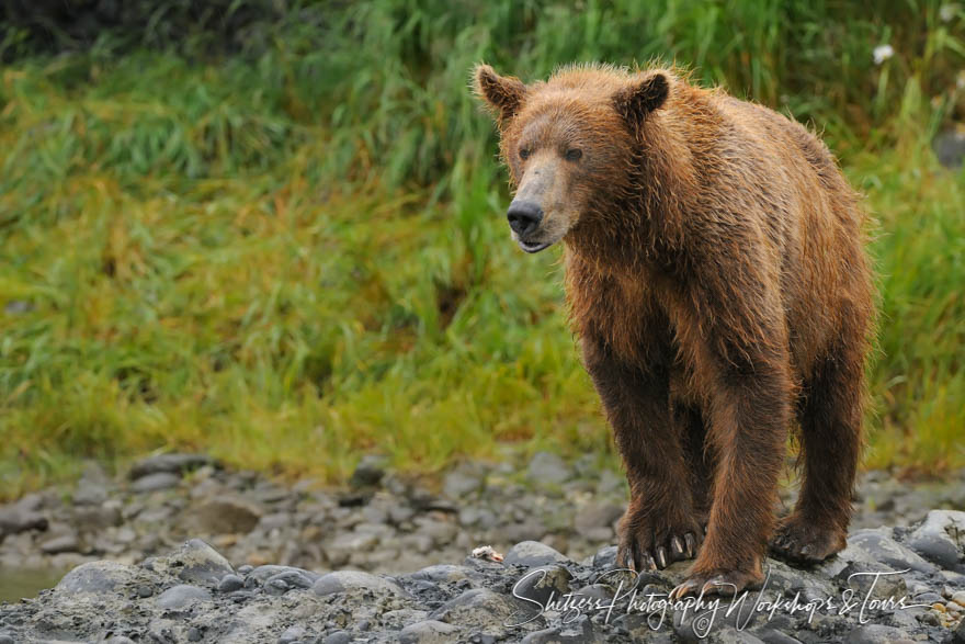 Large Brown Bear Standing on Rocky Beach 20080814 141043