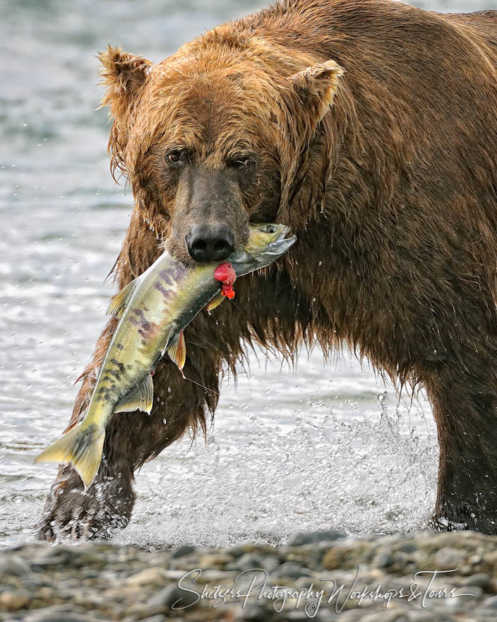 Large Grizzly Bear with gory salmon