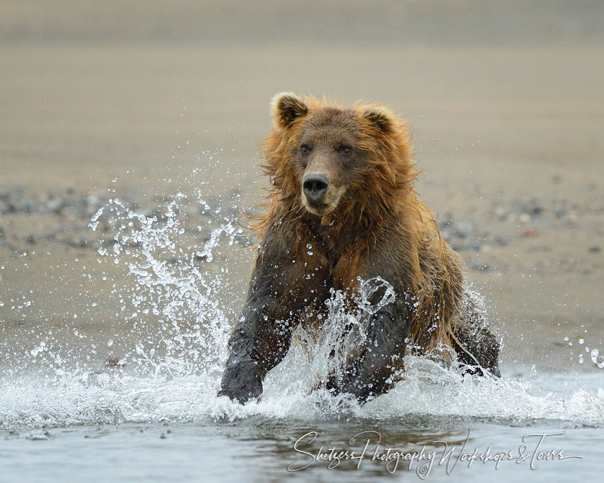 Large brown bear bounds into water